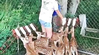 The baby deer are carefully cared for in the absence of their Mother????????????