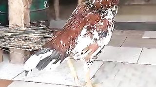 Peels kabootar?