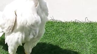 The green but white