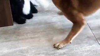 Protective Buddy ♥️????????