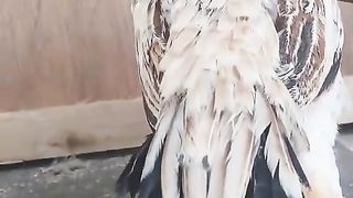 This is not white parrot beak