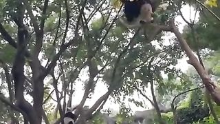 More reasons why giant pandas were once endangered species