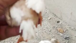 Very good beak