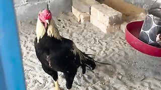 We are near the food pot