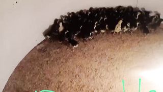 The black chicken