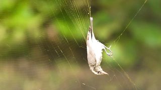Unexpected Encounter: Woodshrike Bird Trapped in Giant Wood Spider Web