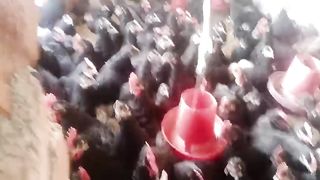 The black chicken