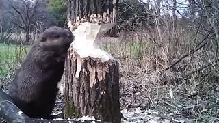 Beavers felling trees in the forest