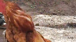 Peelahat rooster