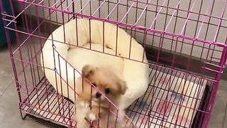 A funny dog