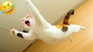 Funniest Animals ???? New Funny Cats and Dogs Videos ????????