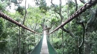 How this Gibbon walks across a bridge