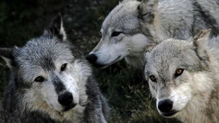 Discover the astonishing hidden truths and secrets about wolves