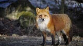 Prepare to be amazed by these mind blowing fox facts and secrets