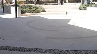 Waha salkon