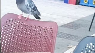 una paloma inocente