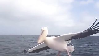 القران_الكريم