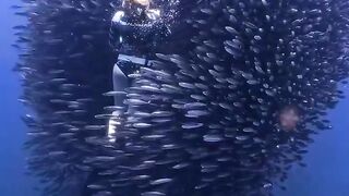 There’s something so majestic about a group of fish this size all flowing together in unison. ????