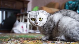 The Adorable World of Cats: A Compilation