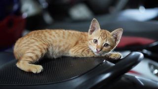 funny cat pet lover