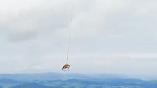 A cow flying to the vet in Switzerland