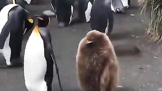Penguin and its growing chick go for a stroll