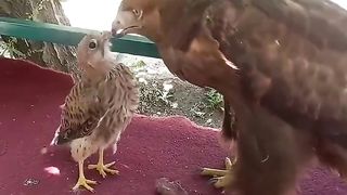 The falcon thinks the eagle is his mother and asks the eagle to feed him