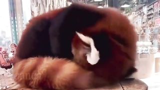 I didn't know that a red panda's tail can be used as a pillow.