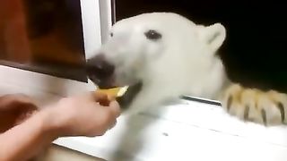 Polar bears: One of the most dangerous animals on the planet