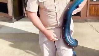 This magnificent iridescent polkadoted python