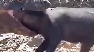 Lizard devours pig