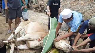 PENYEMBELIHAN SAPI