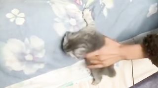 When cats won't share a bed