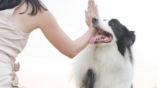 Paw-sitively Adorable: Border Collie Bonds with Owner