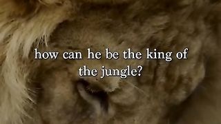Why is lion the king of the jungle?