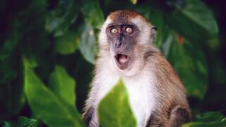 10 Eye-opening Facts About Animals You Won't Believe!