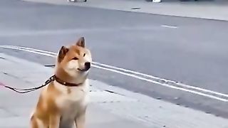 a natural model