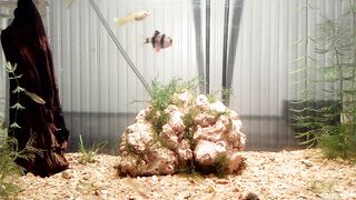 Guppy fish , tiger barb in the aquarium Implanted