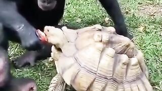 A chimpanzee and a tortoise Sharing an apple ????