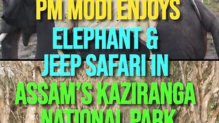 PM Modi Enjoys Elephant & Jeep Safari In Assam’s Kaziranga National Park _ Watch.