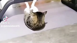 Cat Bossy