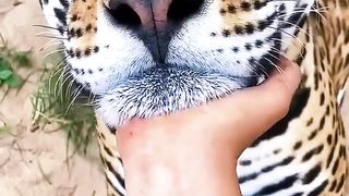 Big Cat Chin Scratches & Boops!