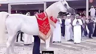 الخيل العربي