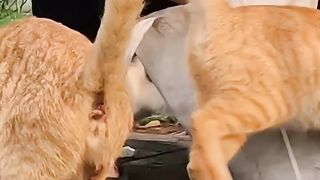 the beauty of sharing even to Street animals