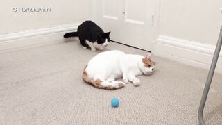 Cats IS beotifol
