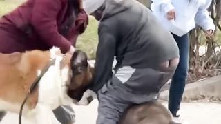 The big dog had no chance