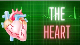 The Heart