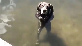 What kind of fish is this?