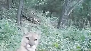 This is how a Puma sounds