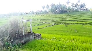 Rice terraces